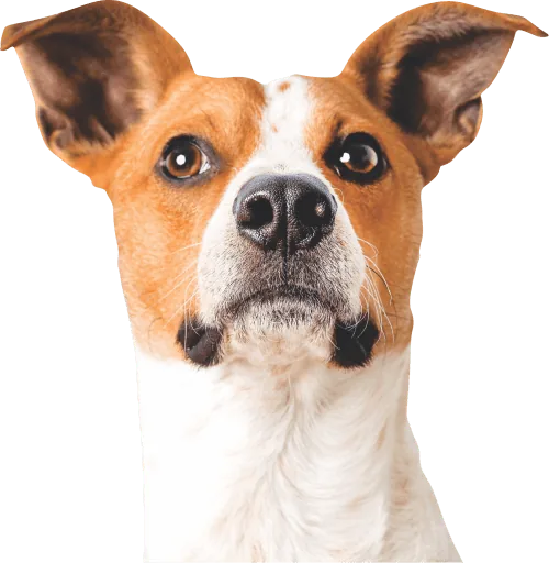 Cachorro com orelhas em pé olhando para a câmera