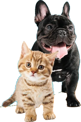 Buldogue francês e gatinho