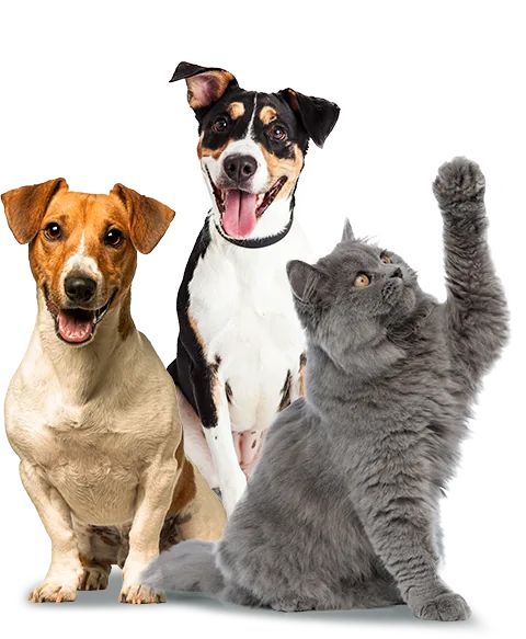 Dois cachorros e um gato felizes
